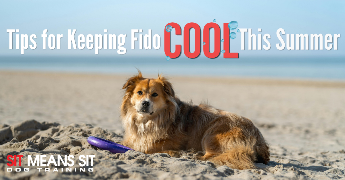 Tips for Keeping Fido Cool This Summer