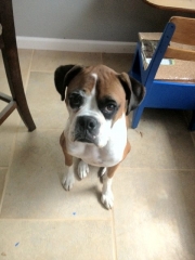 bailey
