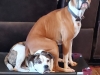 Mom-You-said-Sit.