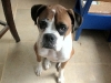 bailey