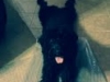 doobie