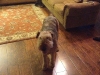 phoebe