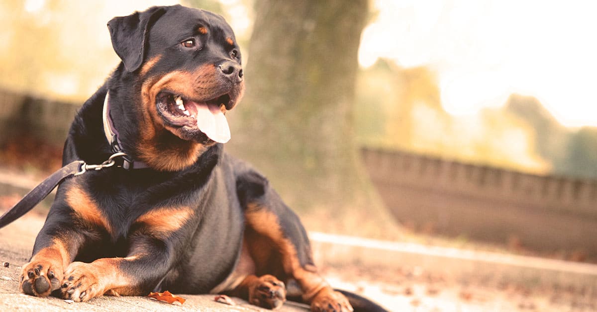 Dog Training Frederick, Rockville, Potomac MD Sit Means Sit