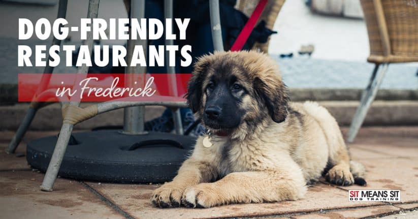 Dog-Friendly Restaurants in Frederick