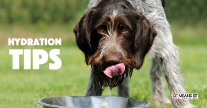 Dog Hydration Tips