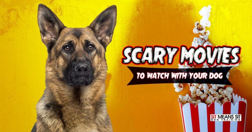 Scary Movies to Watch with Your Dog