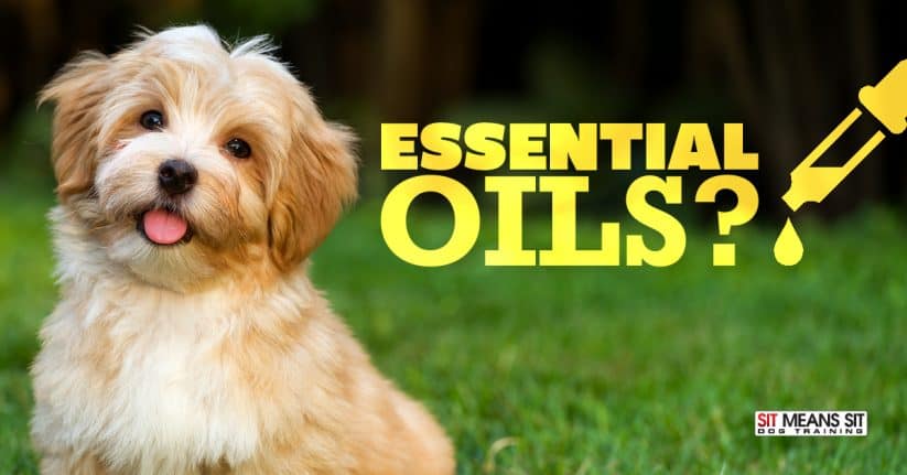 Are Essential Oils Safe to Use Around Dogs?