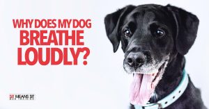 Why Does My Dog Breathe Loudly?