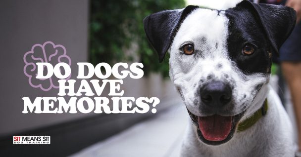 Do Dogs Have Memories?