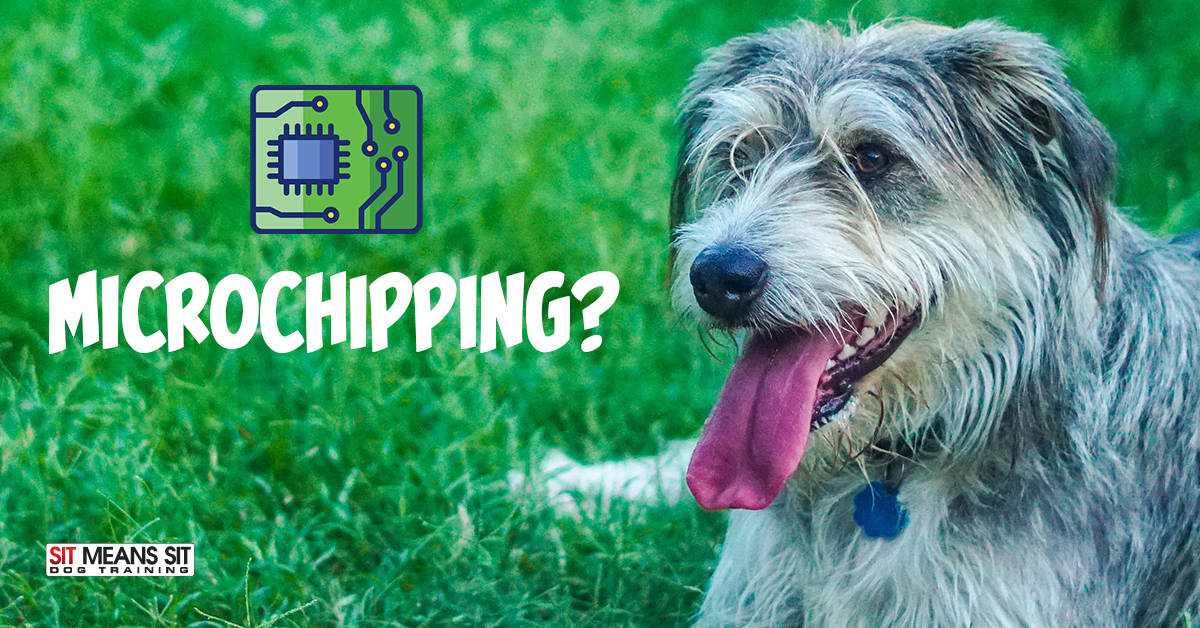 how does a dog chip work