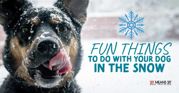 Fun Things to Do With Your Dog in the Snow