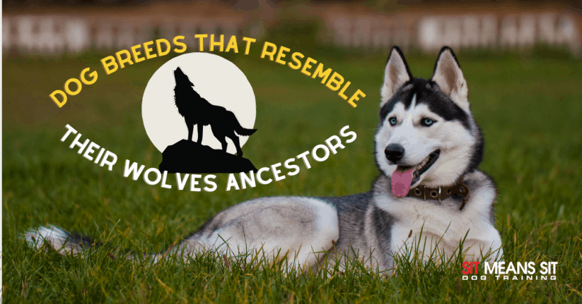 Dog Breeds that Resemble their Wolves Ancestors