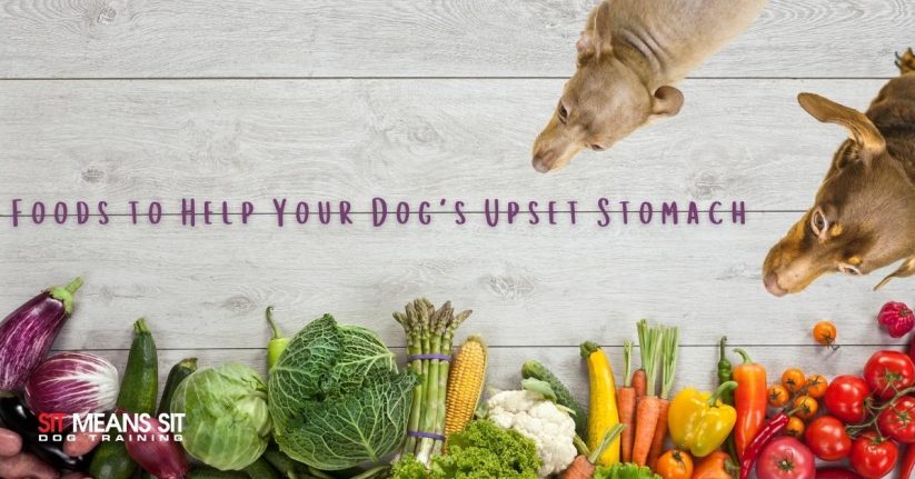 Food to Help Your Dogs Upset Stomach