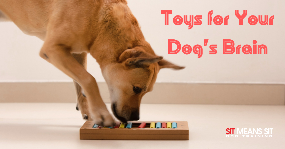 A dog playing a toy with the text toys for your dogs brain