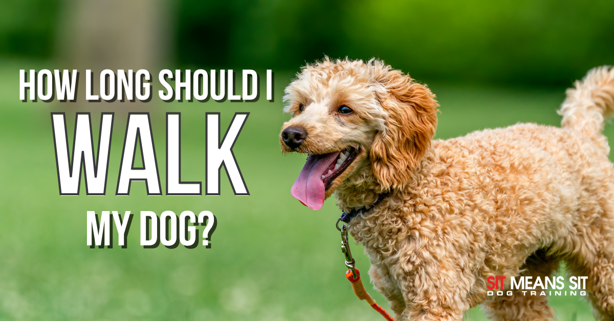 when should i walk my puppy
