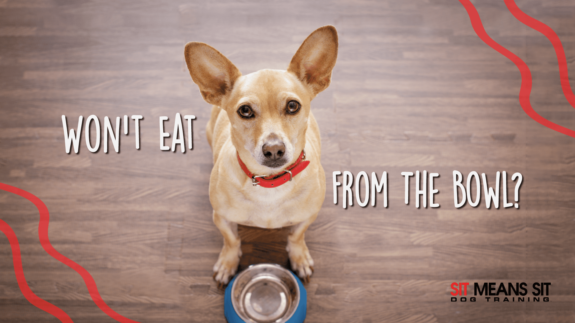 Голодная собачка. Голодная собака картинки. Собака с пустой миской. Собака просит еду.