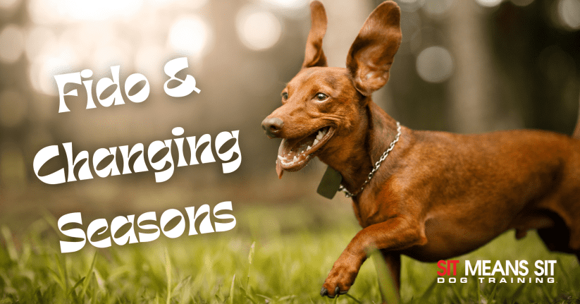 A brown dog walking on grass with the text Fido and changing seasons