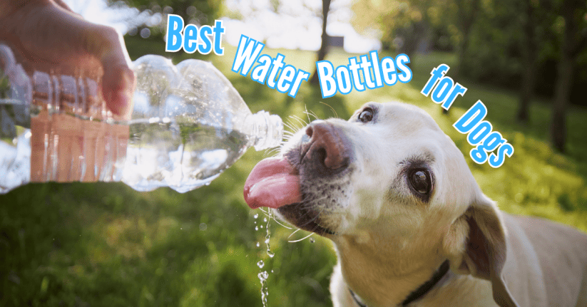 The Best Water Bottles for Dogs
