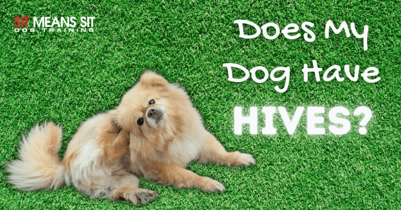 Does My Dog Have Hives?