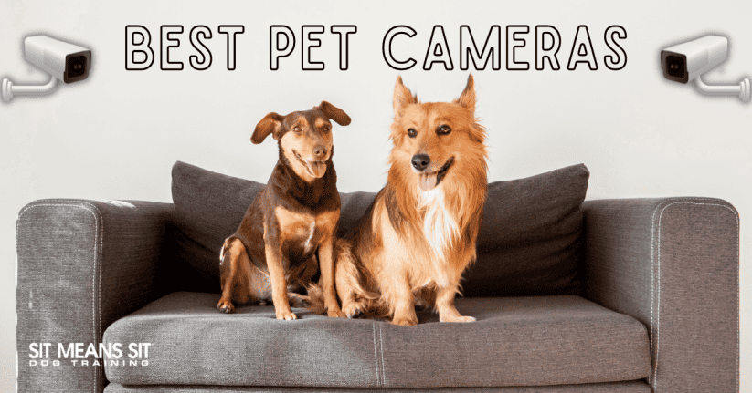 The Best Pet Cameras for Dog Owners