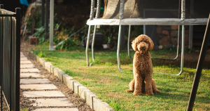 What to Do If Your Dog Has Diarrhea