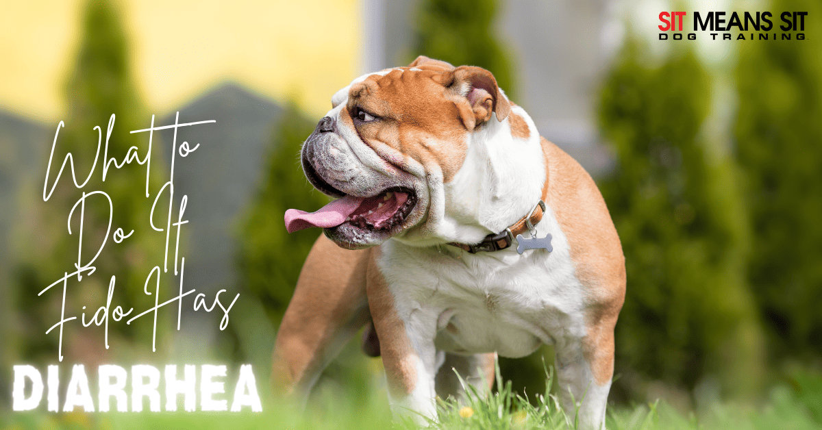What to Do If Your Dog Has Diarrhea