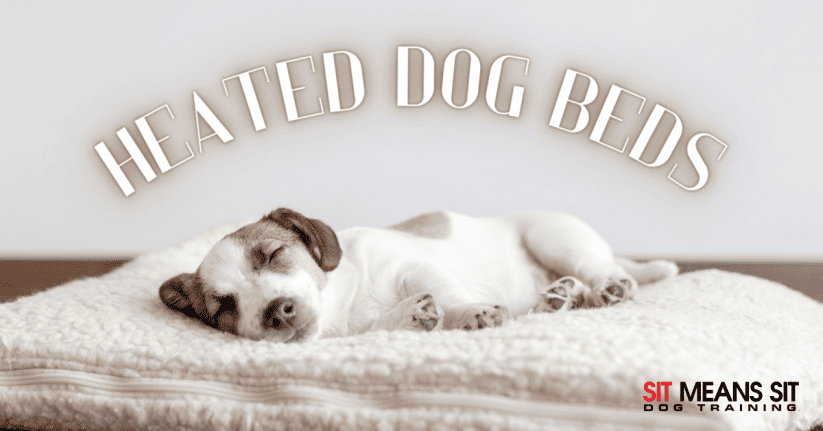 The Best Heated Beds for Dogs