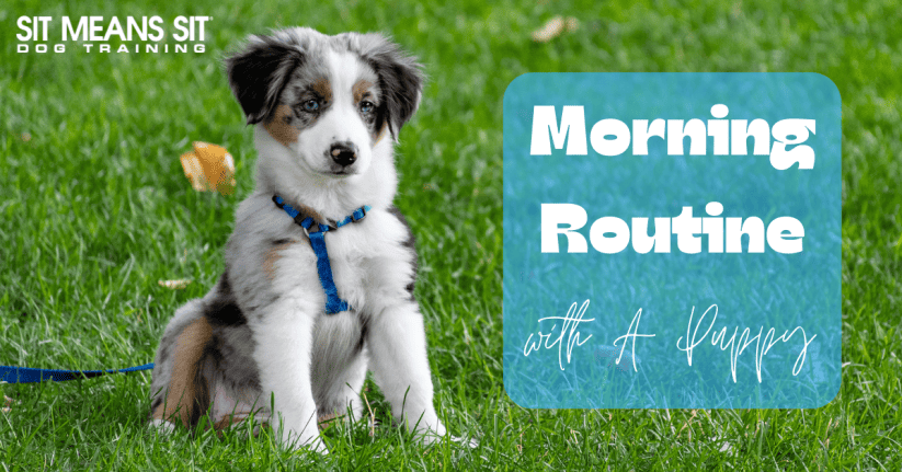Creating a Morning Routine with Your Puppy