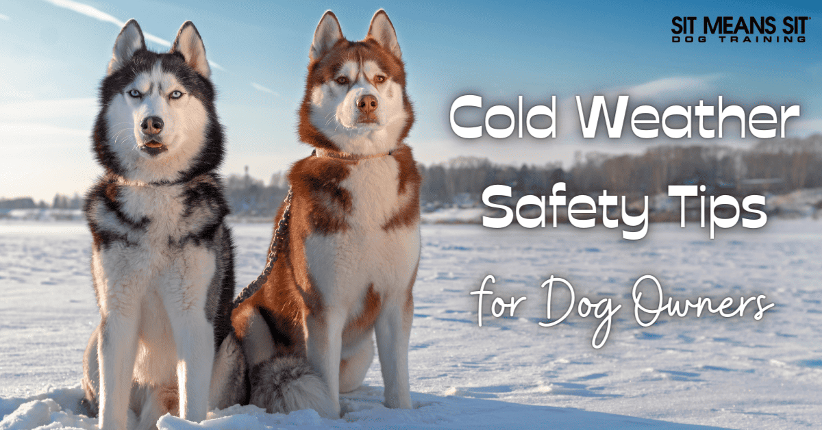 Cold Weather Safety Tips for Dog Owners