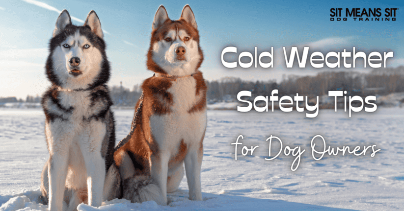 Cold Weather Safety Tips for Dog Owners