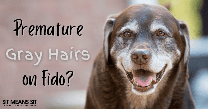 Noticing Premature Gray Hair on Your Pup?