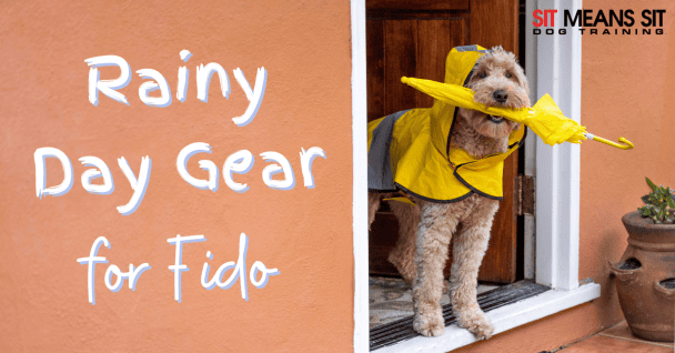 Dog Gear to Help Fido Stay Dry in the Rain