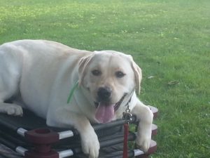 Marley is a wiggly, affectionate lab who loves everyone.