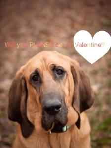 Copper wants YOU to be his Valentine!
