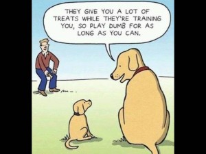 Puppy Training at its best!