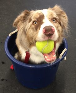Murphy places in a bucket