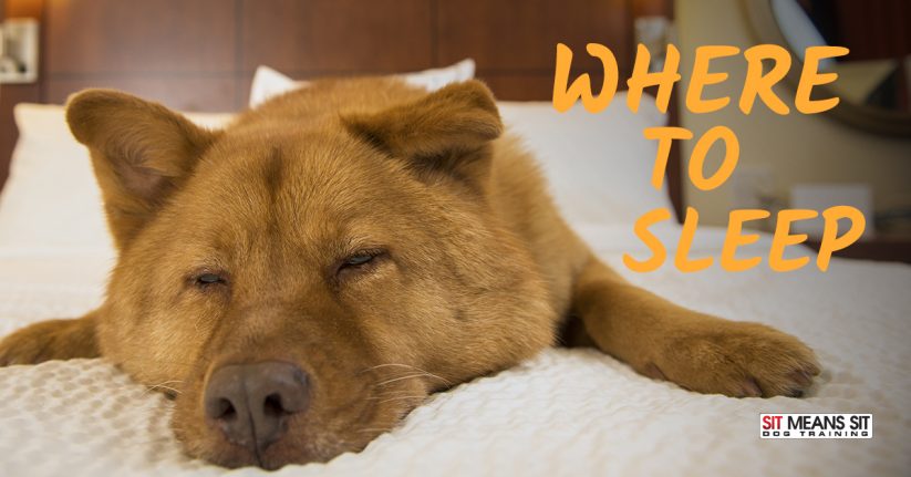 Where Should My Dog Sleep?