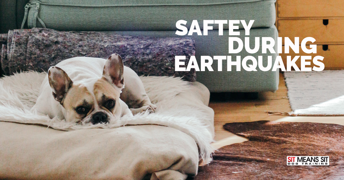 how can i protect my dog from earthquakes