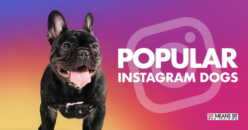The Most Popular Dog Breeds on Instagram