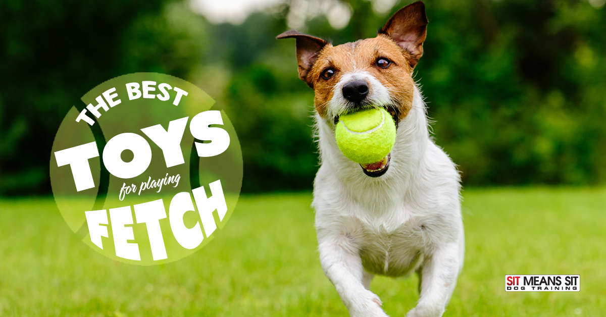 The Best Dog Toys for Playing Fetch
