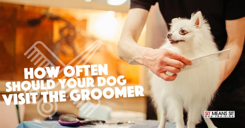 How Often Should Your Dog Visit the Groomer