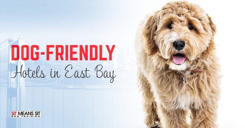 Dog-Friendly Hotels in East Bay