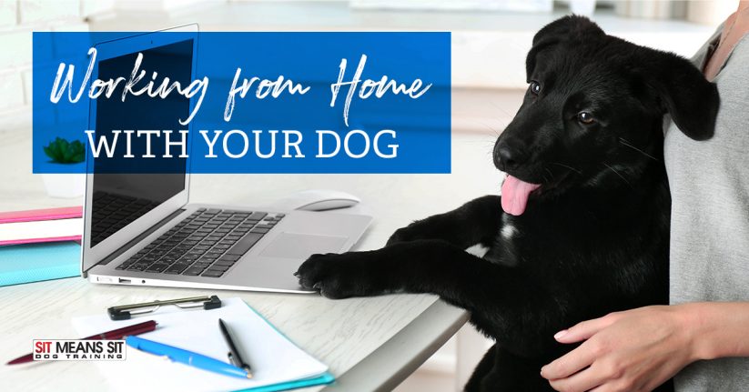Tips for Working from Home with Your Dog