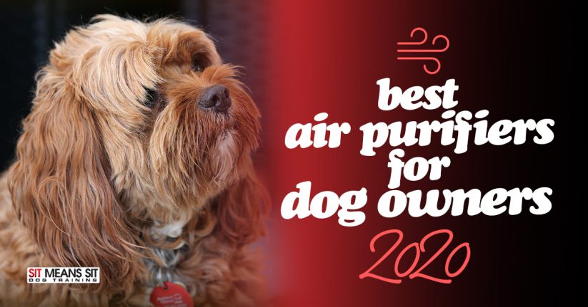 Best Air Purifier for Dog Owners 2020