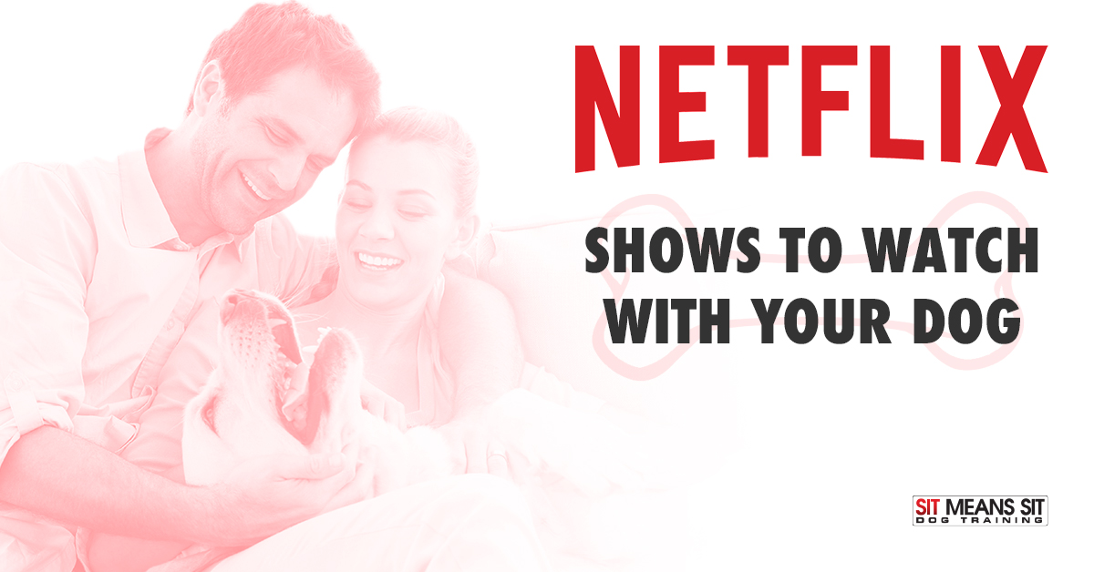 Netflix Shows to Watch with Your Dog