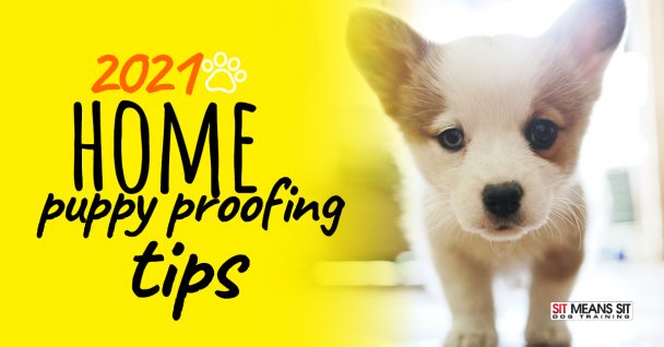 2021 Home Puppy Proofing Tips