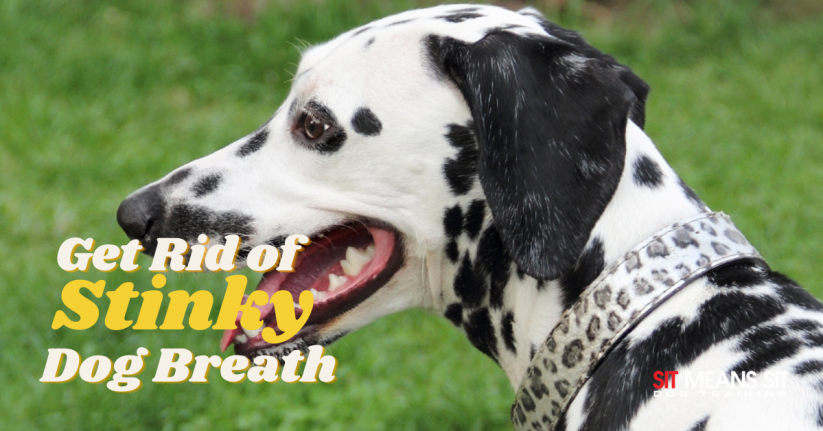 Get Rid of Stinky Dog Breath
