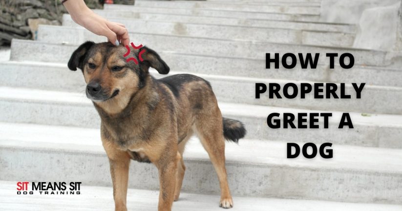 how to greet a dog without making them angry