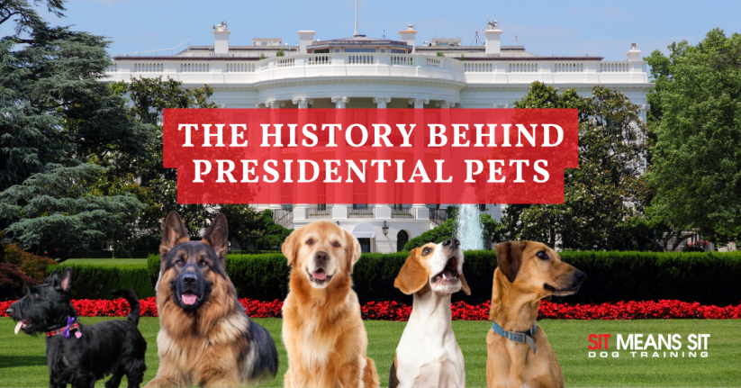 A bunch of dogs in front of the white house