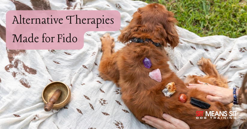 Therapy for dogs